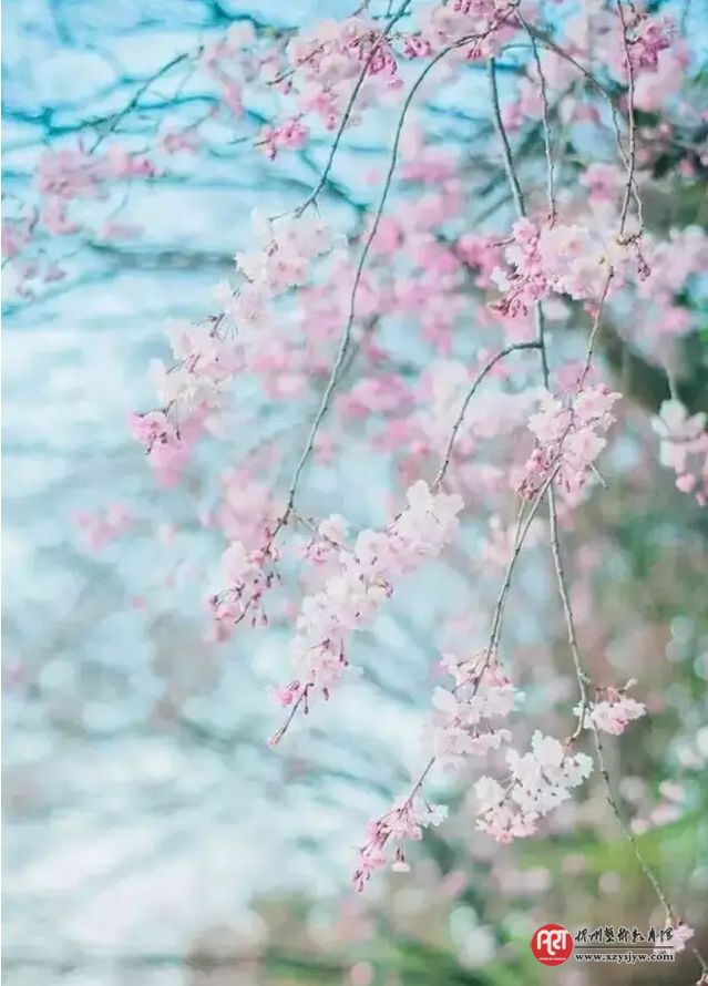 【技巧】怎样拍花更显气质？