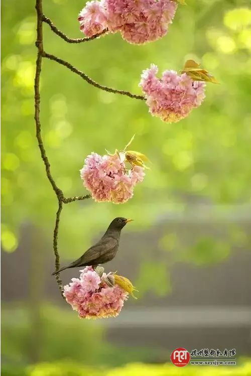 【技巧】怎样拍花更显气质？