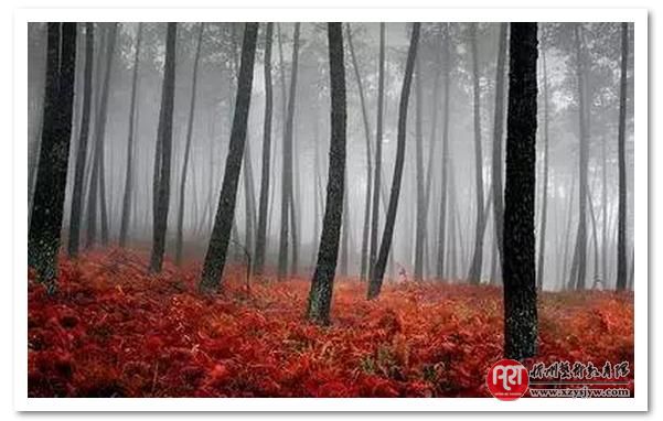 【技巧】玩摄影,先学好构图