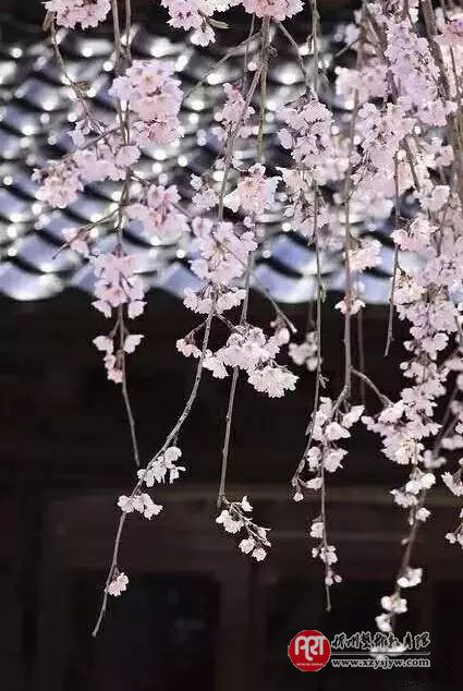 【技巧】怎样拍花更显气质？