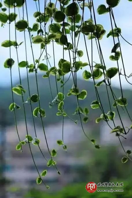 【技巧】怎样拍花更显气质？