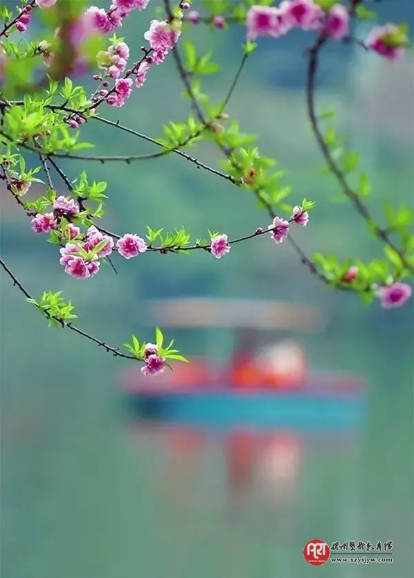 【技巧】怎样拍花更显气质？