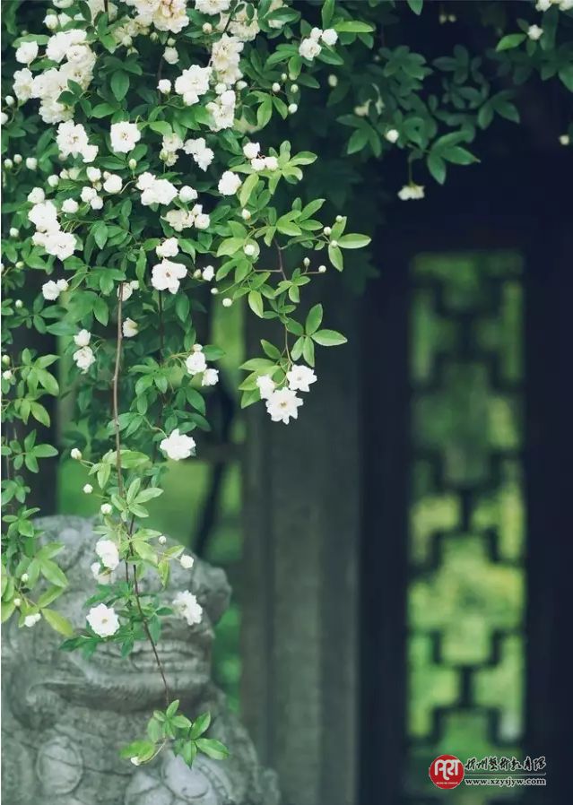【技巧】怎样拍花更显气质？