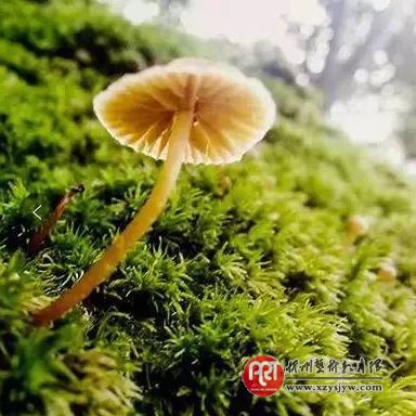 手机总拍不出漂亮照片?先学好这7个入门技巧