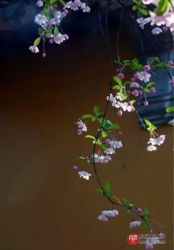 【技巧】怎样拍花更显气质？