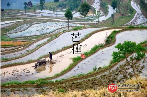 芒种时节,邂逅最美的芒种诗词