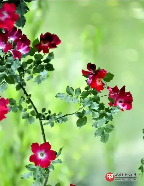 【技巧】怎样拍花更显气质？