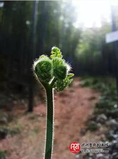 手机总拍不出漂亮照片?先学好这7个入门技巧