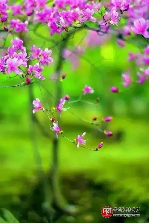 【技巧】怎样拍花更显气质？