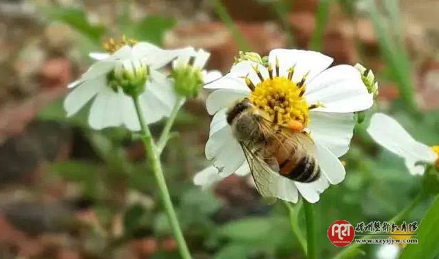 手机总拍不出漂亮照片?先学好这7个入门技巧