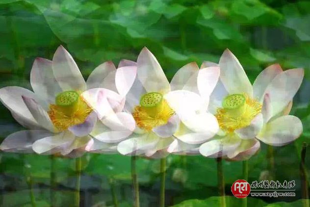 手机总拍不出漂亮照片？先学好这7个入门技巧
