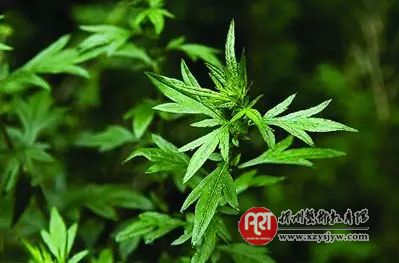 端午节的由来、习俗和小故事给孩子们讲讲