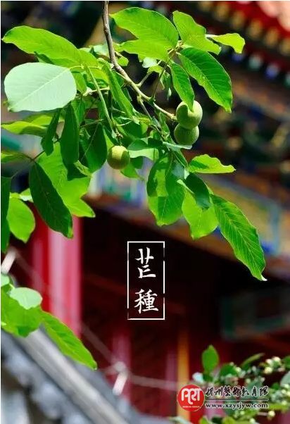 芒种时节,邂逅最美的芒种诗词