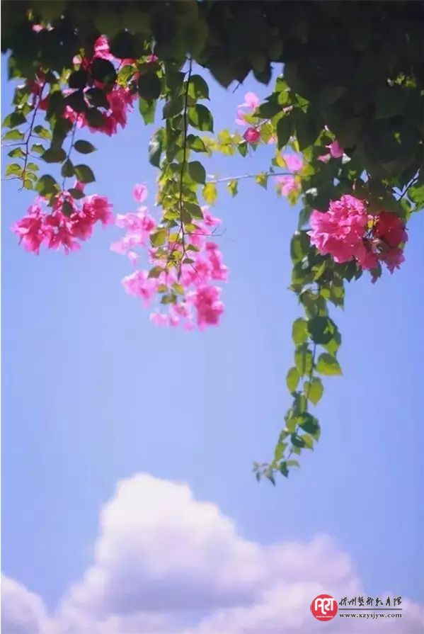【技巧】怎样拍花更显气质？